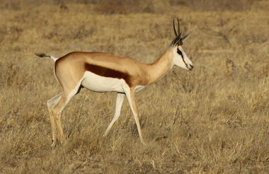 Nxai Pan Game Viewing